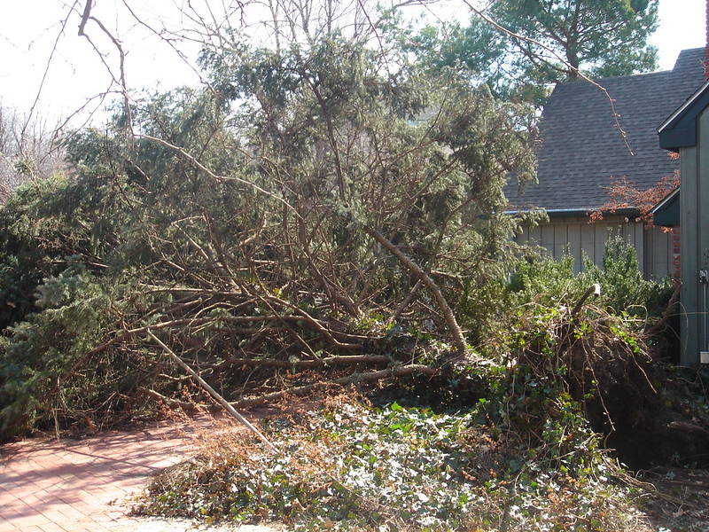 Prescott Tree Service business image in Prescott, AZ