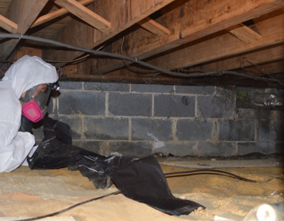TampaBayMold.net business image in Tampa, Florida